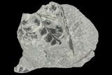 Fossil Fern (Sphenopteris) - Carboniferous #111659-1